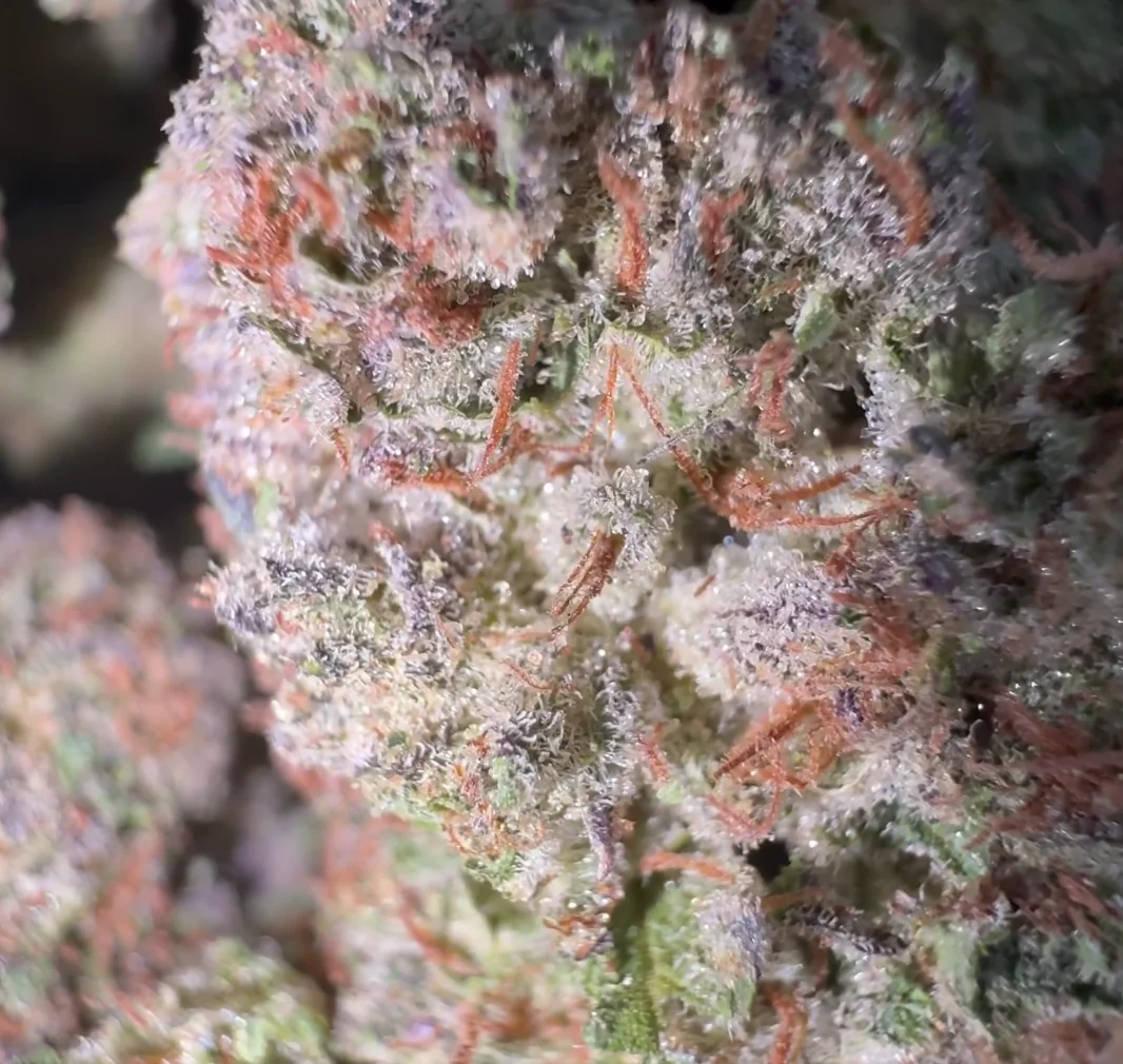 100 dollar ounce apple tartz strain Bakeboxx